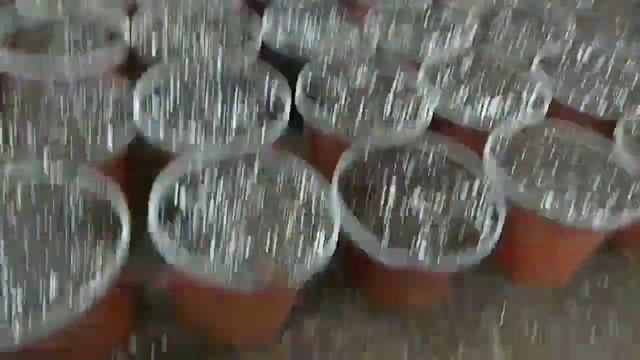 КАК УБЕРЕЧЬ РАСТЕНИЯ ОТ МОРОЗА.КАК ПРИКОПАТЬ РАСТЕНИЯ В ЗИМУ.КАК СОХРАНИТЬ САЖЕНЕЦЫ В ЗКС ДО ВЕСНЫ смотреть онлайн