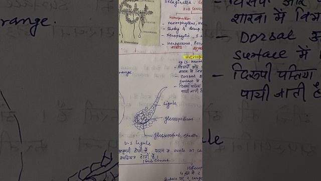 Morphology of Selaginella смотреть онлайн