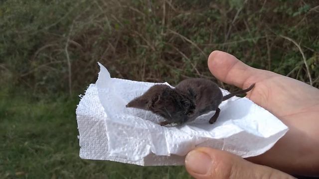 24.11.2020 Землеройка бурозубка смотреть онлайн