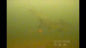 ловим сига на безмотылку на игру