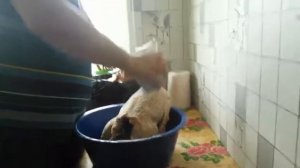 Вяленый гусь .