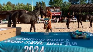 Победителем XXV Международной конной выставки «Иппосфера 2024» стал жеребец кабардинской породы