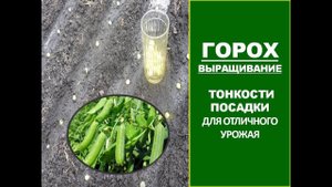 Самый  урожайный способ посева гороха в огороде! ГОРОХ_ ПОСАДКА_ПОСЕВ ГОРОХА В ОТКРЫТЫЙ ГРУНТ.