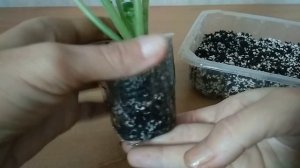 ГРУНТ ДЛЯ ФИАЛКИ НА ФИТИЛЕ - как приготовить ПРАВИЛЬНО?