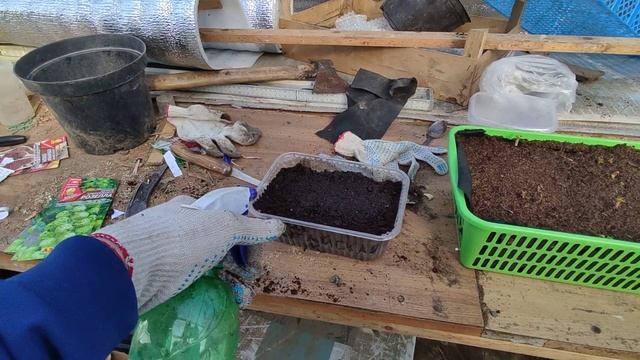 03/03/2023. Посадка капусты, кукурузы на рассаду. смотреть онлайн