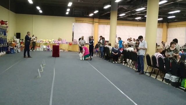 25 летняя национальная выставка пуделей. Белые той пудели выбор лучших. 02.06.2019 смотреть онлайн