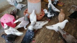 Разговор о бакинских широкохвостых голубях !!!  Обычные бакинские   или  многопёрые ? #pigeon#