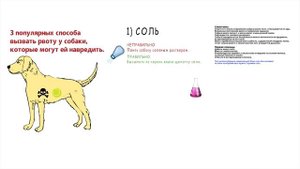 3 популярных способа вызвать рвоту у собаки, которые могут ей навредить
