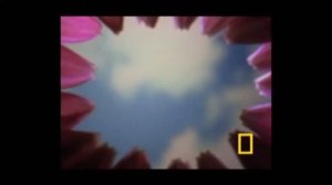 Сложный глаз паука скакуна (эволюция или сотворение)