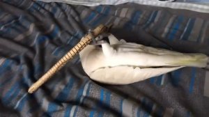 Попугай против змеи || FunFailTop 2016