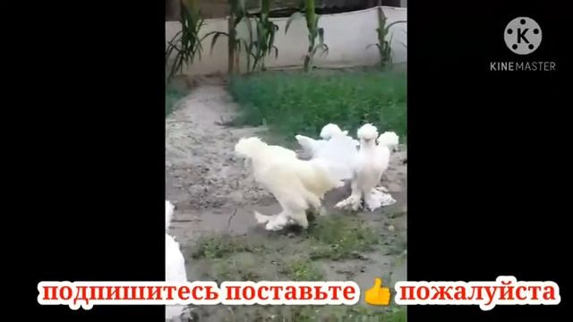 Карликовый Куры Таджикистан Узбекистана Мини Султанка Корейский красный Атлас Белый смотреть онлайн