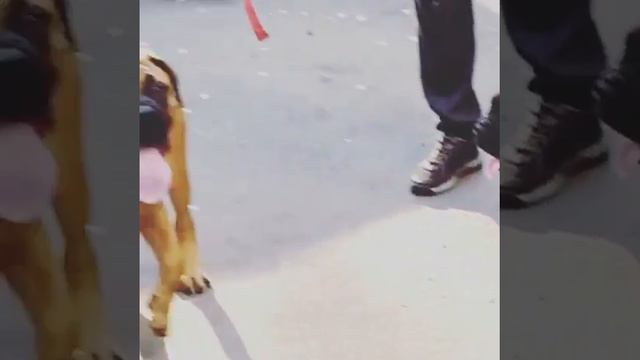 BIG RED BULLMASTIFF PUP 3 MONTHS смотреть онлайн