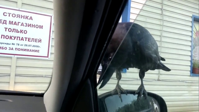 Ворон цапнул за палец. Забавный ворон