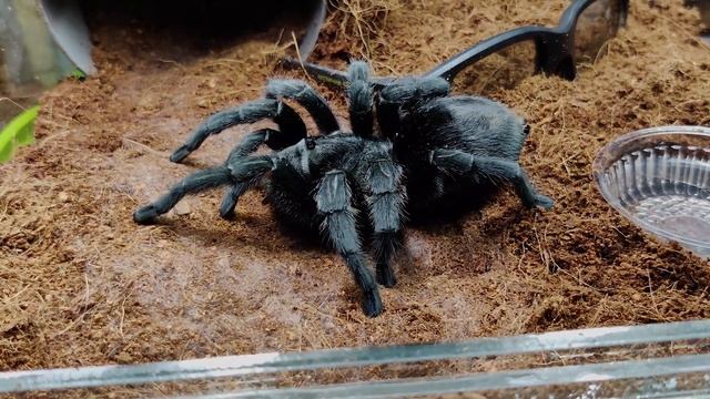 Grammostola pulchra (граммостола пульхра ) Бразильский черный паук птицеед - идеал для новичков