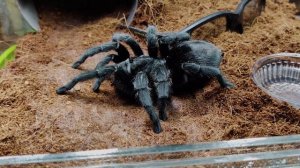 Grammostola pulchra (граммостола пульхра ) Бразильский черный паук птицеед - идеал для новичков