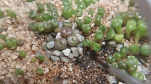 литопсы 2.5 месяца