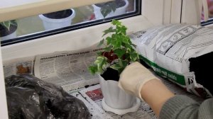 Плющ (хедера). [Надежда и Мир]