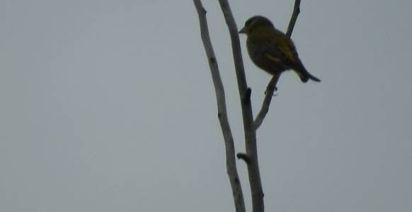 Биосфера. Зеленушка, или лесная канарейка (Carduelis Chloris) . Сложная съёмка. Пасмурно.