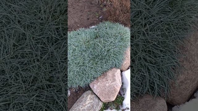 Вечнозелёные почвопокровные растения.