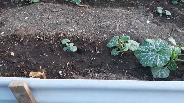 ВЫРОС ТАКОЙ ОГРОМНЫЙ/ПОСАДКИ ИЗ ЛЕСА/ БРОЙЛЕРЫ