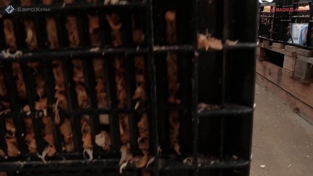 "Папины дочки". Вся работа в инстаграме или бизнес на тюльпанах