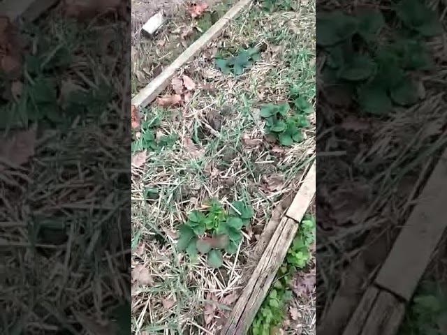 Видео отзыв покупателя из г. Сочи // Нина - огромная благодарность // Ягодная Империя Анастасии