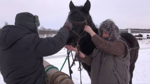 Подготовка к заездке в русскую упряжь молодой лошади.