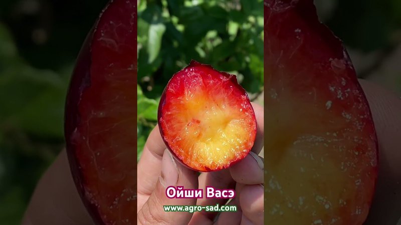 Ойши Васэ (Oishi Wase)
