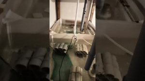 Дубовые листья для австралийских раков