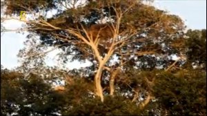 Дикая природа Шри-Ланки - Чарующая Шри-Ланка