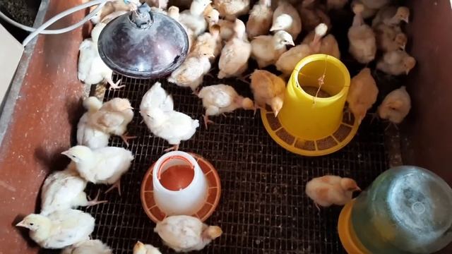 Бройлеры, голошейки, доминанты-растут по разному...В гостях у бабушки. смотреть онлайн