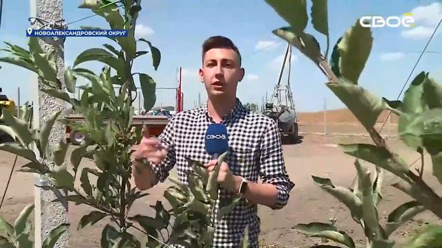 Производство яблок увеличат на Ставрополье