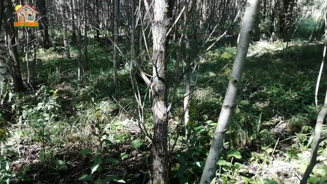 ?? Подмосковье. Клин. Собираю первые осенние грибы. DIY & DACHA Серия 205 смотреть онлайн