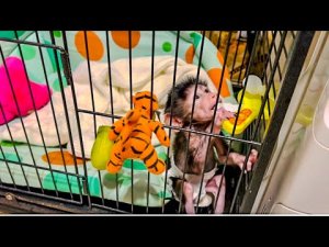 Посмотрите какой прогресс в здоровье у Люси! Новый тренажер для гамадрилёнка