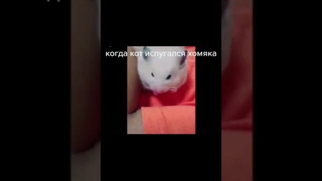 кот испугался хомяка