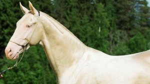 Akhal-Teke Horses | Sleek Metallic Coats