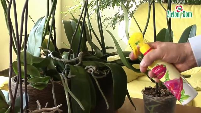 Удобрение для орхидей гуано. Уход за орхидеями. смотреть онлайн