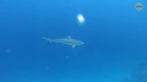 Мегалодон и крупнейший морской динозавр: решающая схватка!