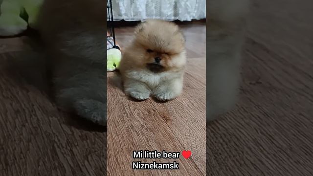 померанский шпиц МИНИ 2 месяца вес 700 гр. (мальчик). смотреть онлайн