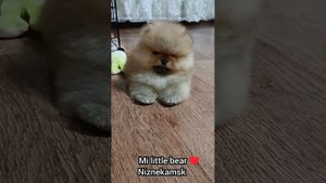 померанский шпиц МИНИ 2 месяца вес 700 гр. (мальчик).