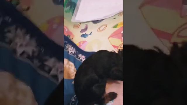 Нашим йоркам уже месяц))) смотреть онлайн