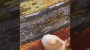 Лучшие Приколы про шпицев  | Подборка приколов про собак и щенков померанских шпицев #3