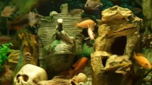 Начало лечения Гексамитоза у Цихлид.