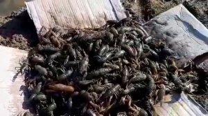 Выращивание раков в пруду