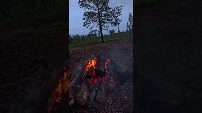 Кемпинг под дождем ASMR, RELAX #camping #костер #джекрасселтерьер
