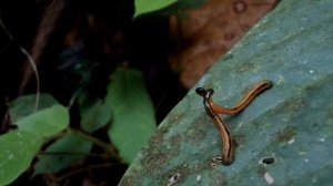 Спаривание пиявок - Haemadipsa (tiger leech) in copula, Borneo