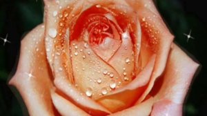 ТАНГО ЦВЕТОВ