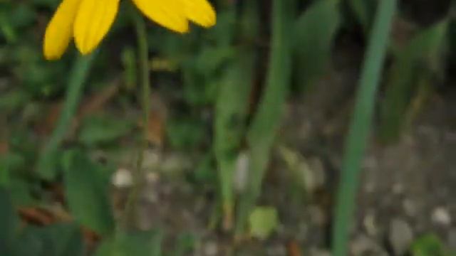 Северный Кавказ.Цветы.Декоративный подсолнух смотреть онлайн