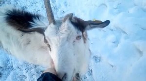 Коза загуляла через месяц после окота. Почему?