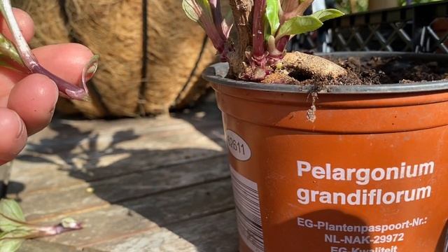 ГЕОРГИНЫ! ЧЕРЕНКОВАНИЕ перед посадкой в горшок! How to take dahlia cuttings . смотреть онлайн